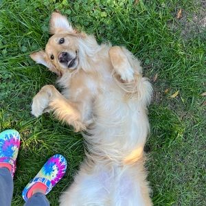 Meet your Posher, Sylvia